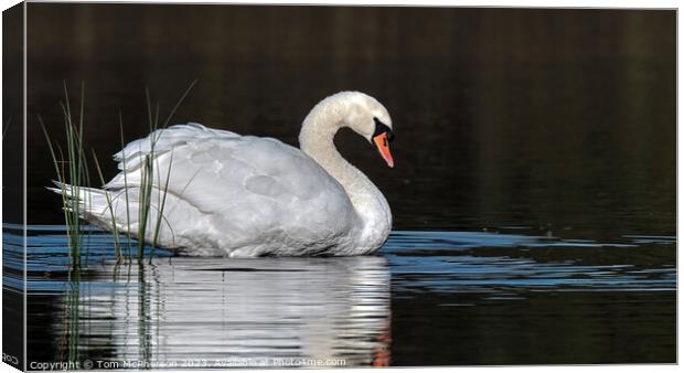 Sunrise portrait of a Mute Swan at Loch Blairs Canvas Print by Tom McPherson