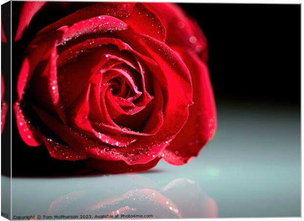 Radiant Rose Reflections Canvas Print by Tom McPherson