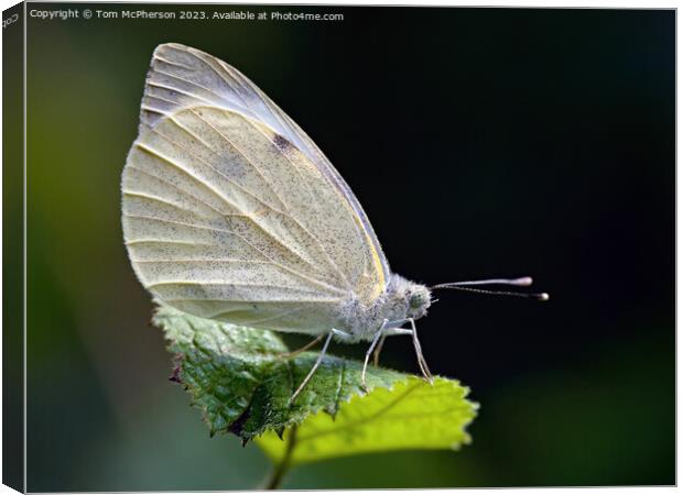 Fragrant Cabbage White Butterfly Canvas Print by Tom McPherson