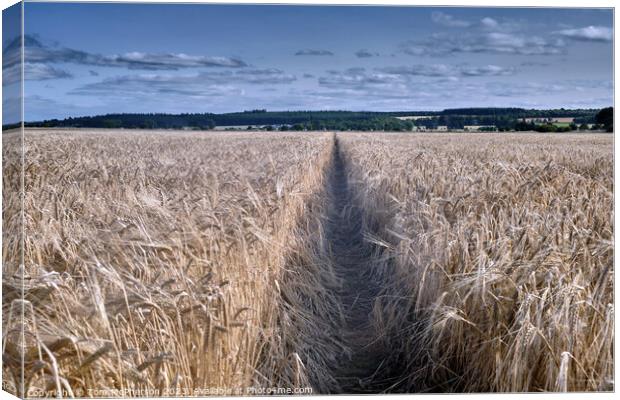Golden Sea of Barley Canvas Print by Tom McPherson