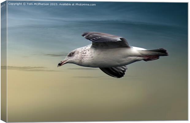 Gull in Flight Canvas Print by Tom McPherson