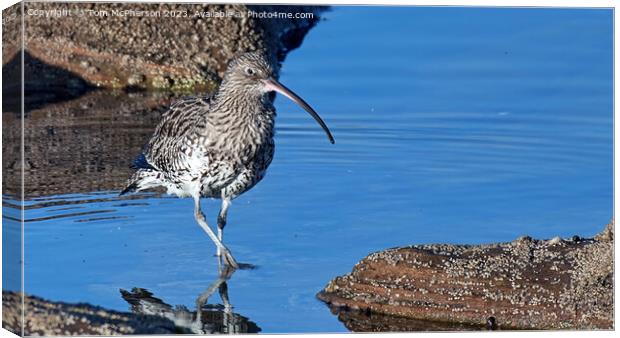 Serene Curlew in the Rock Pool Canvas Print by Tom McPherson