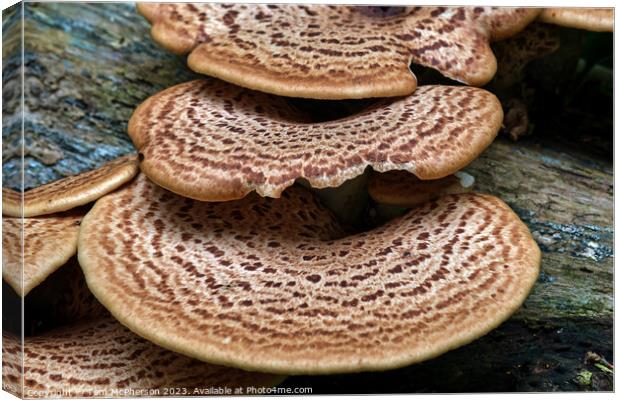The Edible Hat Dryads Saddle Canvas Print by Tom McPherson