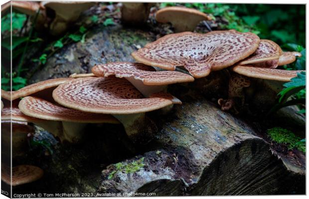 The Rusty Beauty of Dryads Saddle Mushroom Canvas Print by Tom McPherson