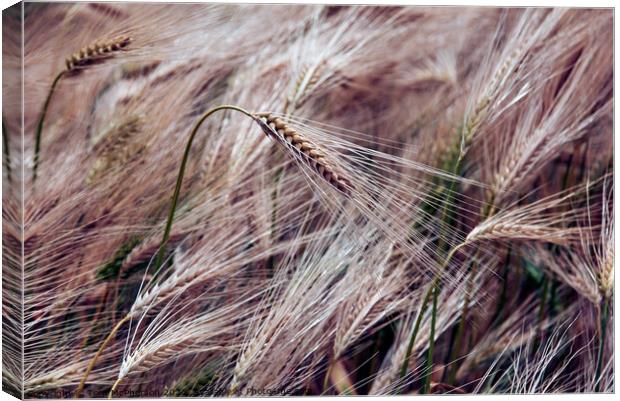 "Whispering Gold: A Serenade of the Wheatfield" Canvas Print by Tom McPherson