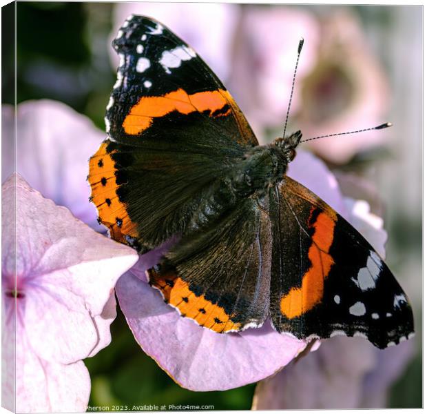 The Enchanting Dance of the Small Tortoiseshell Canvas Print by Tom McPherson