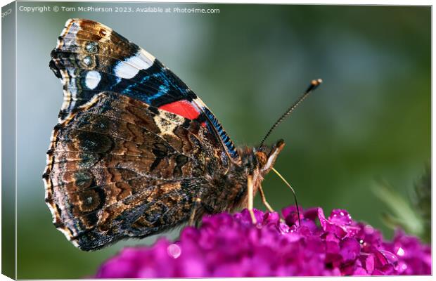 "Eyespot Symphony: The Enigmatic Peacock Butterfly Canvas Print by Tom McPherson