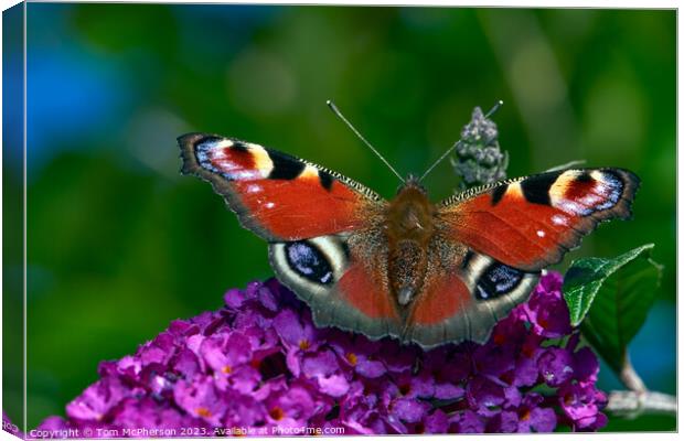 The Bewitching Elegance of the Peacock Butterfly Canvas Print by Tom McPherson