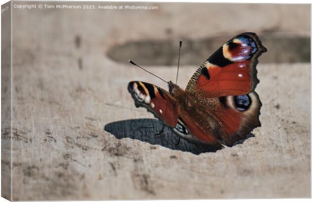 "Elegant Peacock Butterfly: A Colourful Resting Be Canvas Print by Tom McPherson