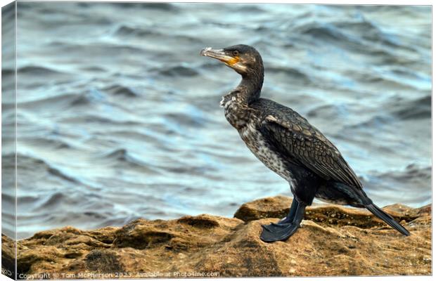 Graceful Cormorant Perched on Rocky Outcrop Canvas Print by Tom McPherson