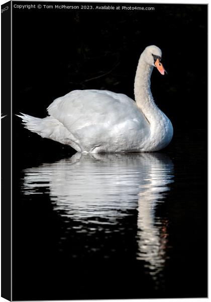 Graceful Swan Gliding Through Serene Waters Canvas Print by Tom McPherson