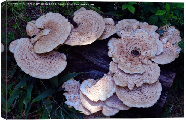 "Nature's Delight: The Enchanting Dryads Saddle" Canvas Print by Tom McPherson