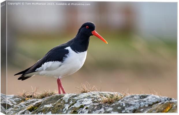 A Captivating Oystercatcher Canvas Print by Tom McPherson