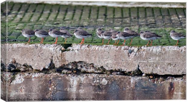 "The Enigmatic Beauty of Purple Sandpipers" Canvas Print by Tom McPherson