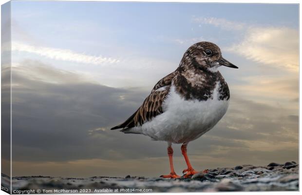Turnstone's Dance on the Rocky Shore Canvas Print by Tom McPherson