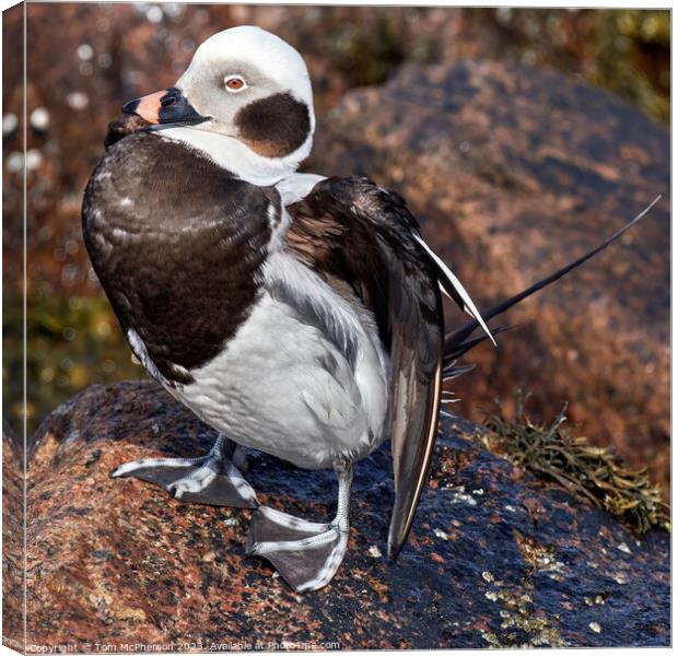 Arctic Explorer: Long-Tailed Duck Amidst Rocks Canvas Print by Tom McPherson