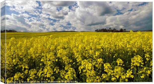 Vibrant Yellow Rapeseed Field Canvas Print by Tom McPherson