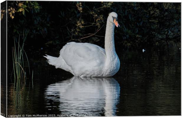 Graceful Swan in Serenity Canvas Print by Tom McPherson