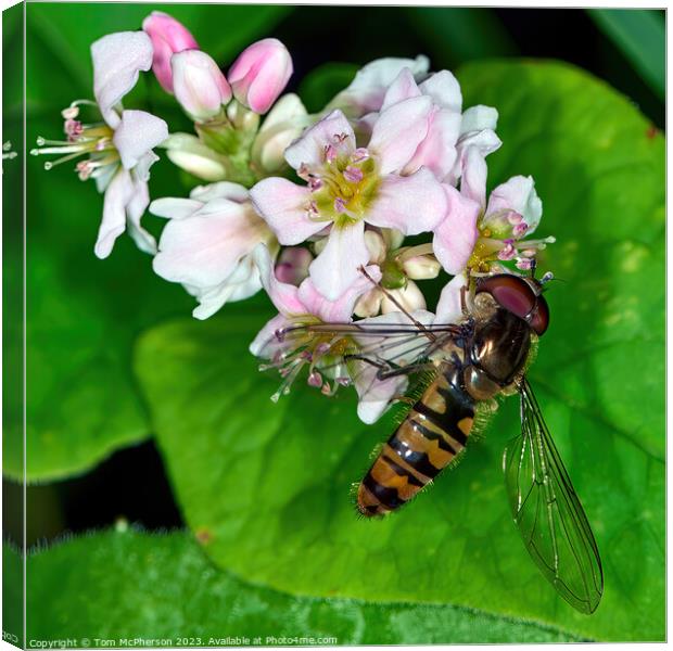 Hoverfly: Unseen Guardian of Blooms Canvas Print by Tom McPherson