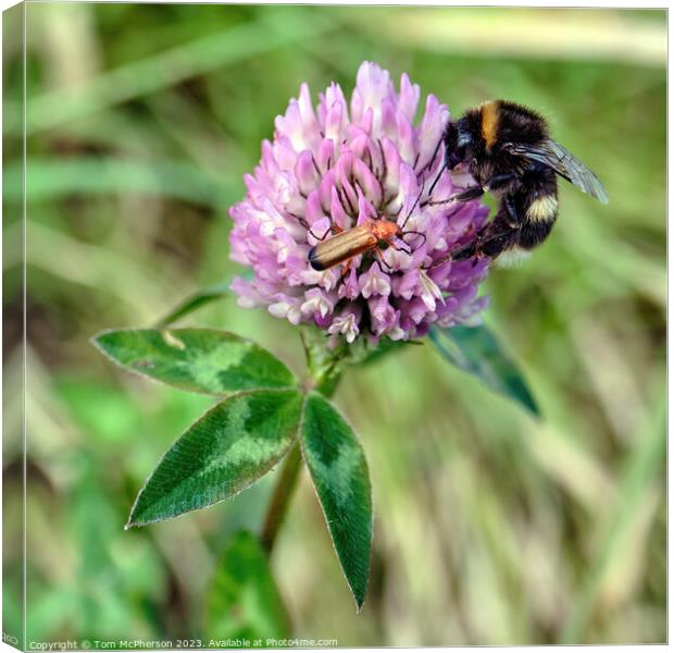 Nectar Quest: Bee Meets Beetle Canvas Print by Tom McPherson