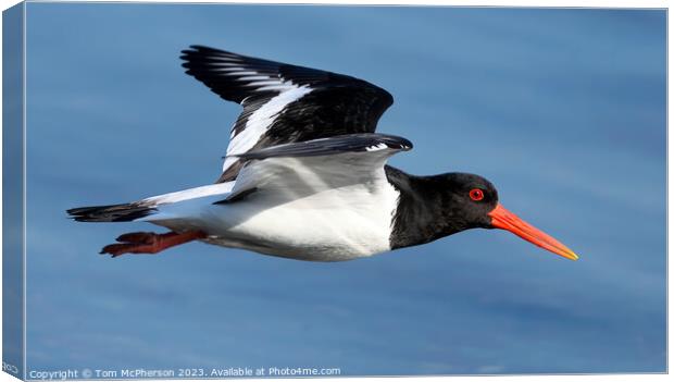 Soaring Oystercatcher: An Aerial Ballet Canvas Print by Tom McPherson