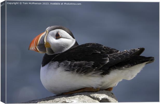 Serenity at Sea: Puffin Protagonist Canvas Print by Tom McPherson