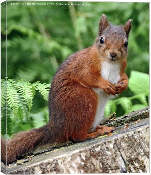 Whiskered Intrigue: Squirrel's Arboreal Perch Canvas Print by Tom McPherson