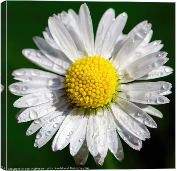 Daisy's Delicate Dance with Raindrops Canvas Print by Tom McPherson