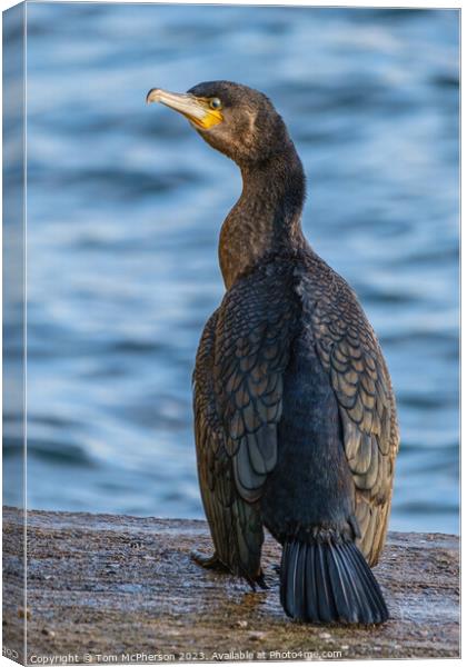 Young Cormorant's Solitude at Burghead Canvas Print by Tom McPherson