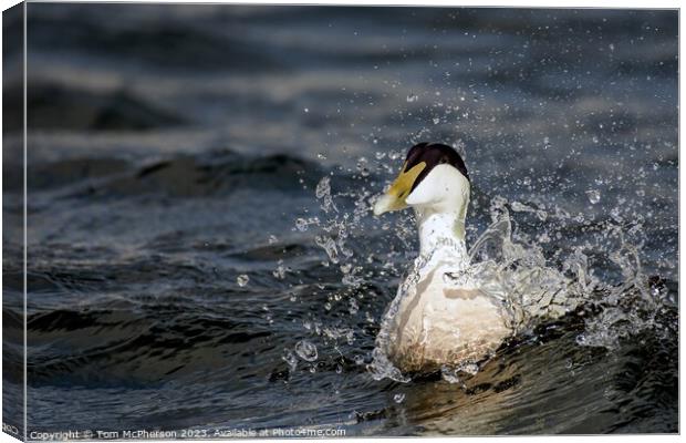 Hardy Native: The UK's Robust Eider Duck Canvas Print by Tom McPherson
