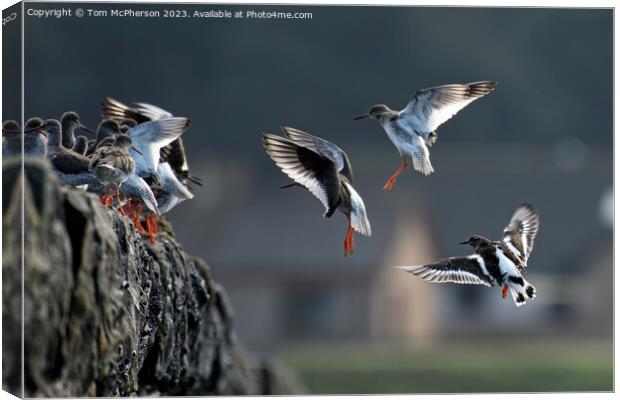 Turnstones' Graceful Descend Amidst Nature's Hues Canvas Print by Tom McPherson