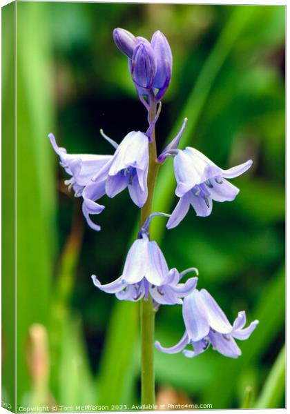 Enthralling Bluebell Woodland Display Canvas Print by Tom McPherson
