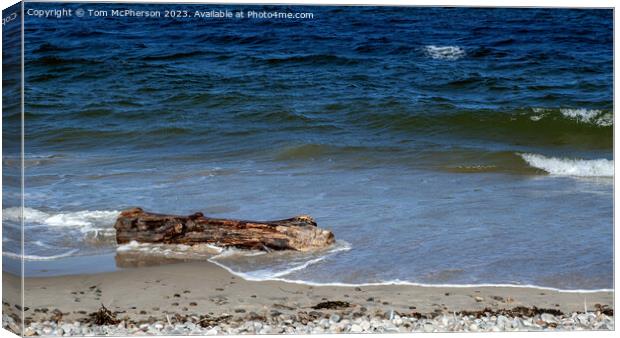 Sand-Kissed Driftwood: Nature's Artistry Canvas Print by Tom McPherson