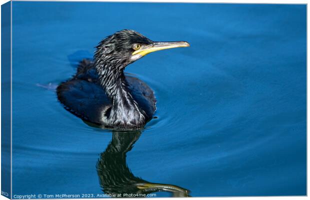 'Reptilian Glory: Cormorant at Burghead Harbour' Canvas Print by Tom McPherson