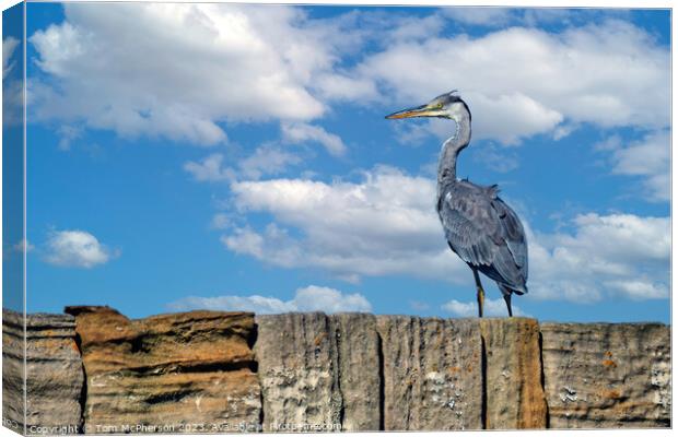 'Burghead's Grey Heron: A Feathered Emissary' Canvas Print by Tom McPherson