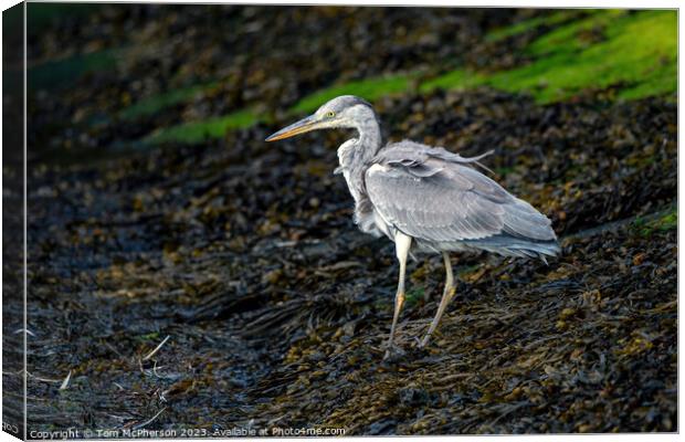 Elegance Personified: The Grey Heron Canvas Print by Tom McPherson