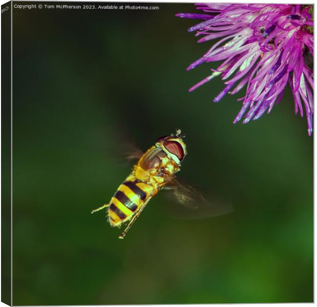 Buzzing Beauty in Motion Canvas Print by Tom McPherson