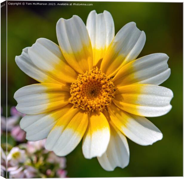 Blooming Crown Daisy: A Gourmet Delight Canvas Print by Tom McPherson