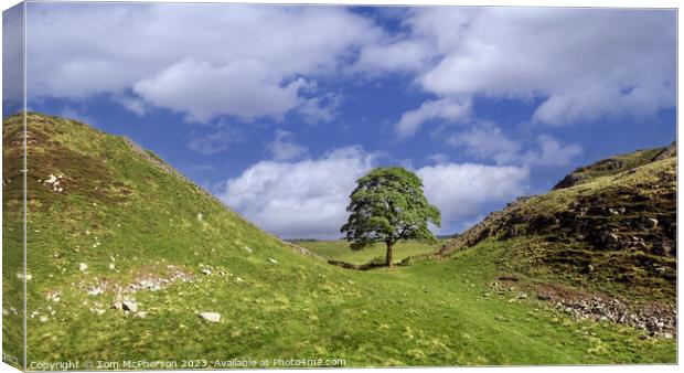 The Iconic Sycamore Gap Tree Canvas Print by Tom McPherson