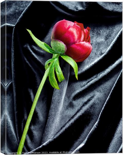 single red peony rose on black velvet Canvas Print by Tom McPherson
