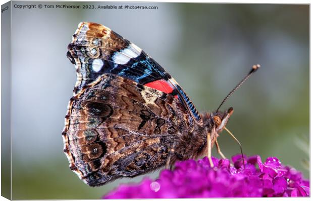 The Peacock Butterfly Canvas Print by Tom McPherson