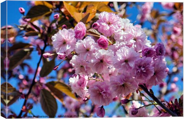 Japanese Flowering Cherry Canvas Print by Tom McPherson