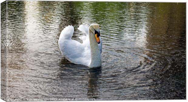 Mute swan on Loch of Blairs Canvas Print by Tom McPherson