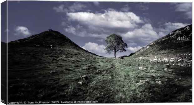 The Sycamore Gap Tree Canvas Print by Tom McPherson