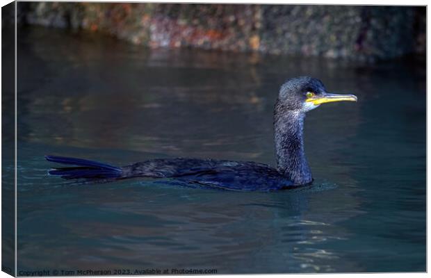 Cormorant swimming in Burghead harbour Canvas Print by Tom McPherson