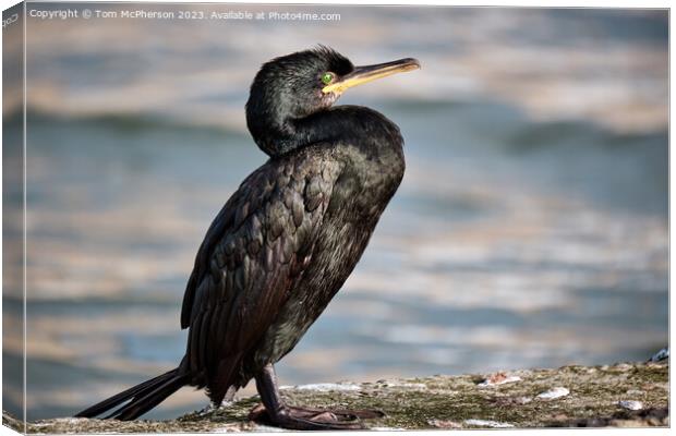 Cormorant on a wall Canvas Print by Tom McPherson