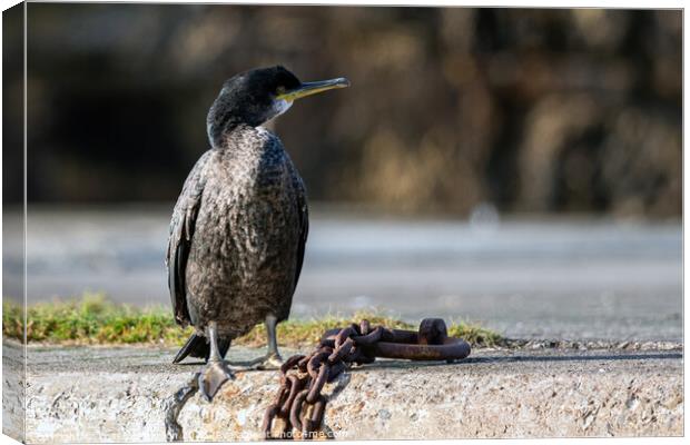 Cormorant at Burghead Harbour Canvas Print by Tom McPherson