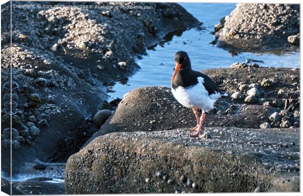 The oystercatcher Canvas Print by Tom McPherson