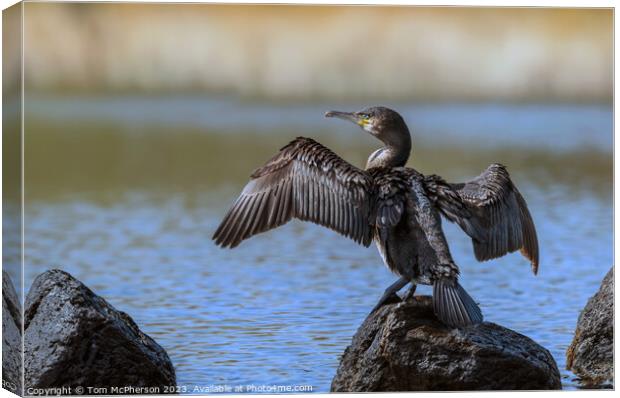 Cormorant drying off  Canvas Print by Tom McPherson