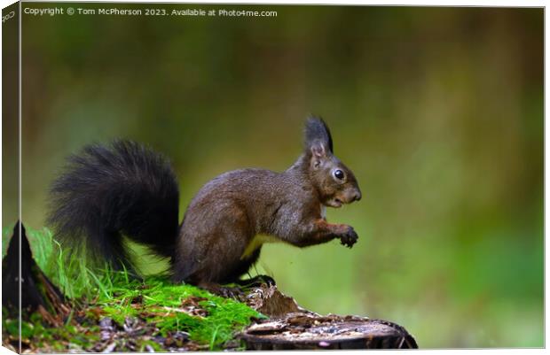 The red squirrel Canvas Print by Tom McPherson